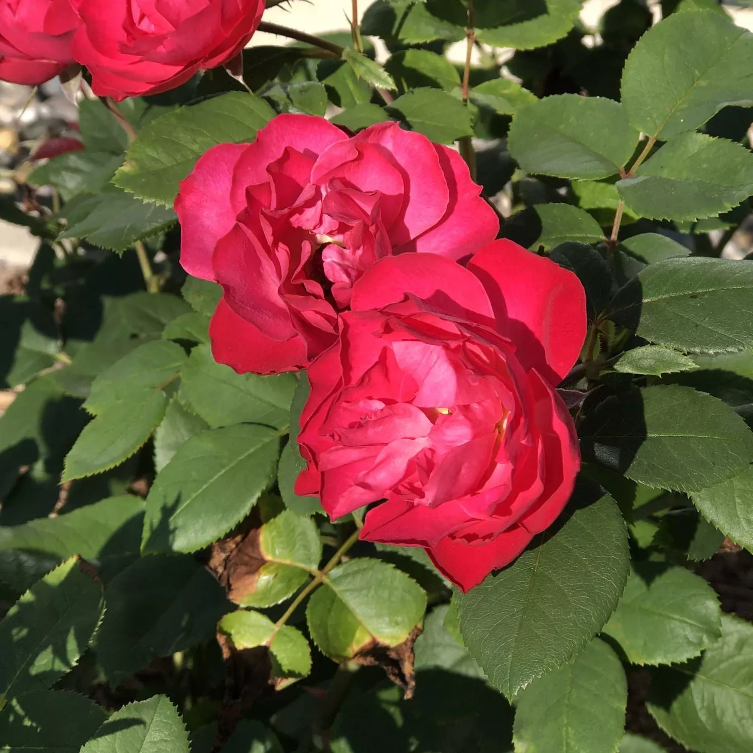 Oso Easy Double Red Rose (Rosa)