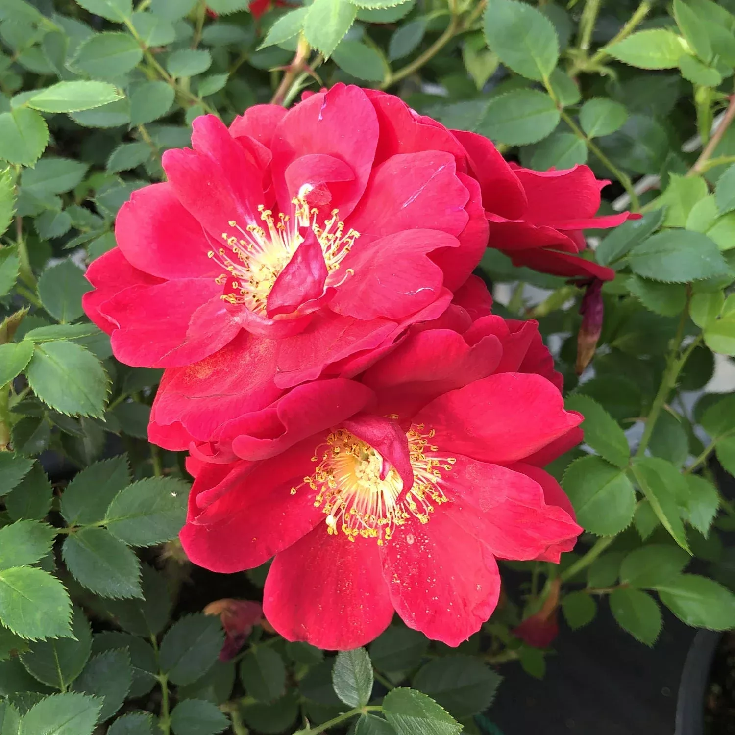 Oso Easy Urban Legend Rose (Rosa)