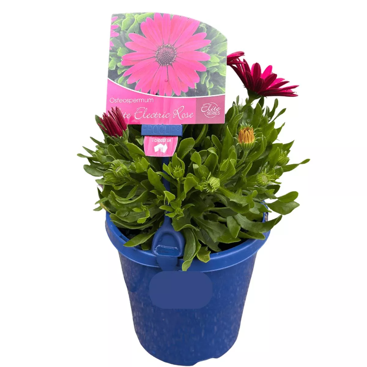 Osteospermum ‘Electric Pink’ 15cm