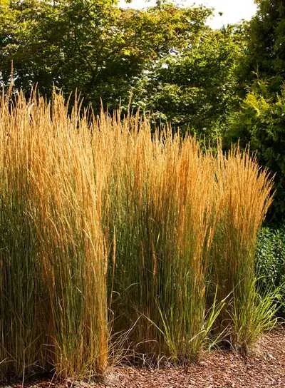 OVERDAM FEATHER REED GRASS 2gal
