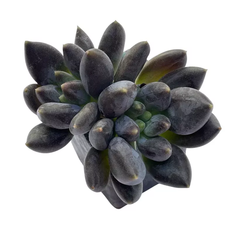 Pachyphytum Black Swan (Small)