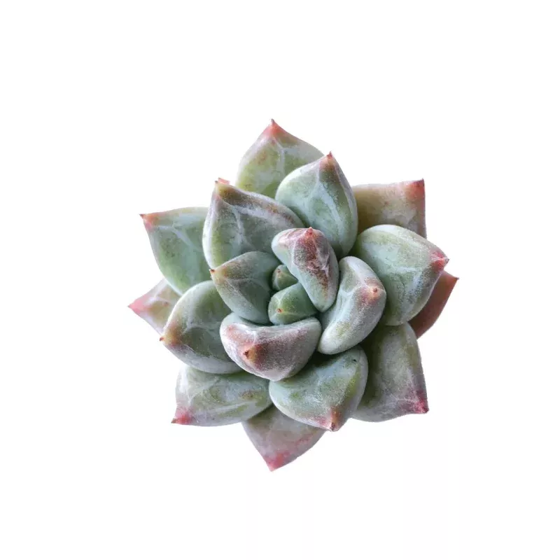 Pachyphytum Compactum Hybrid, (Small)