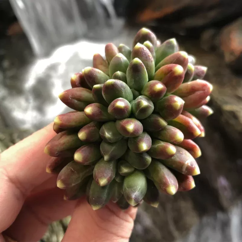 Pachyphytum Cristata