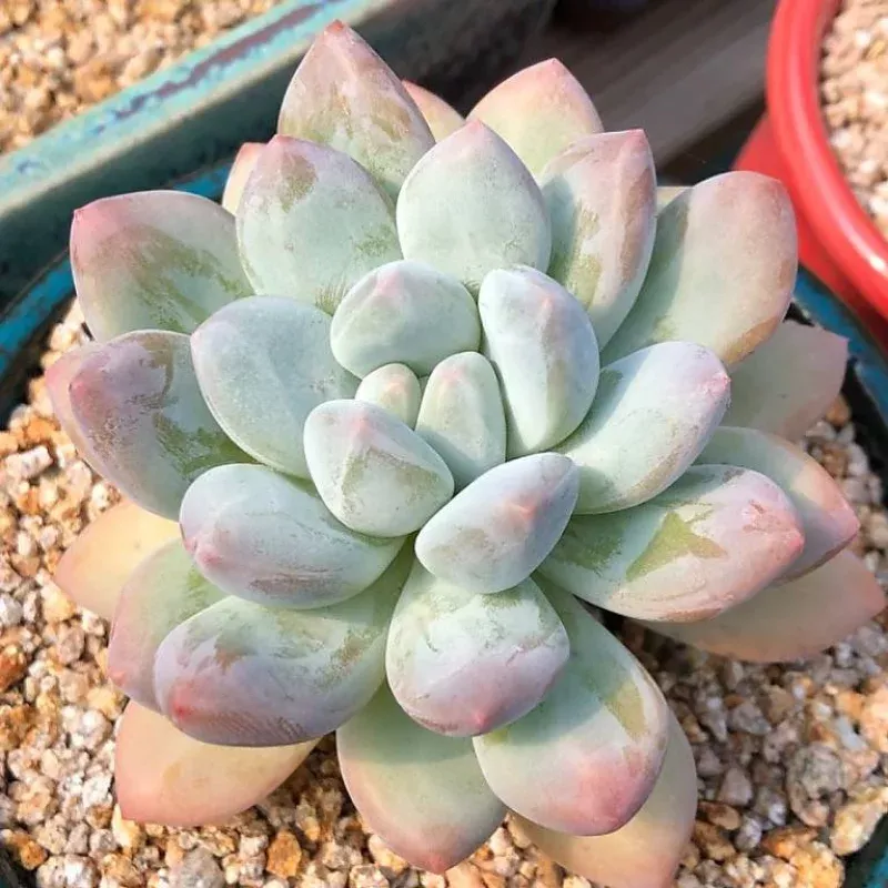 Pachyphytum Frevel cv, (Video)