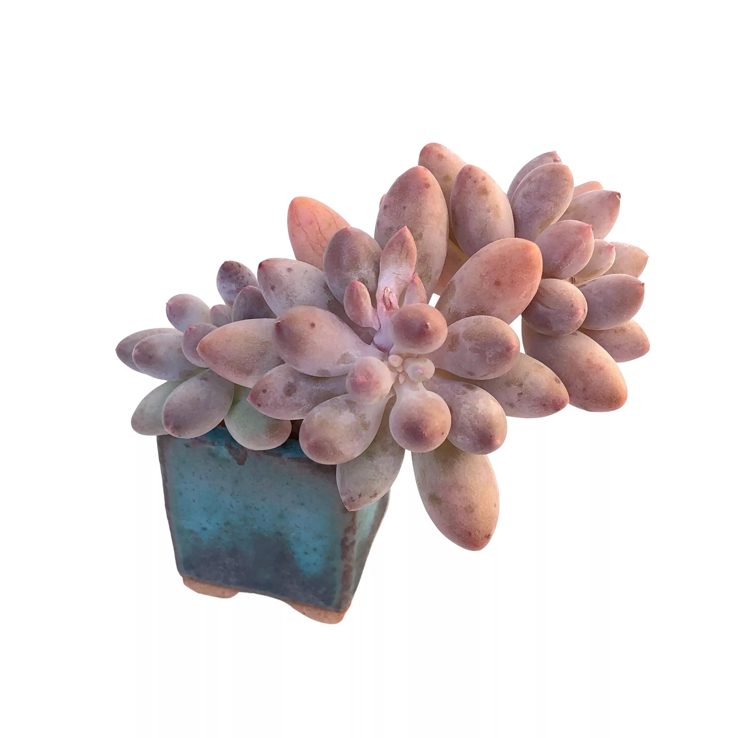 Pachyphytum Machucae