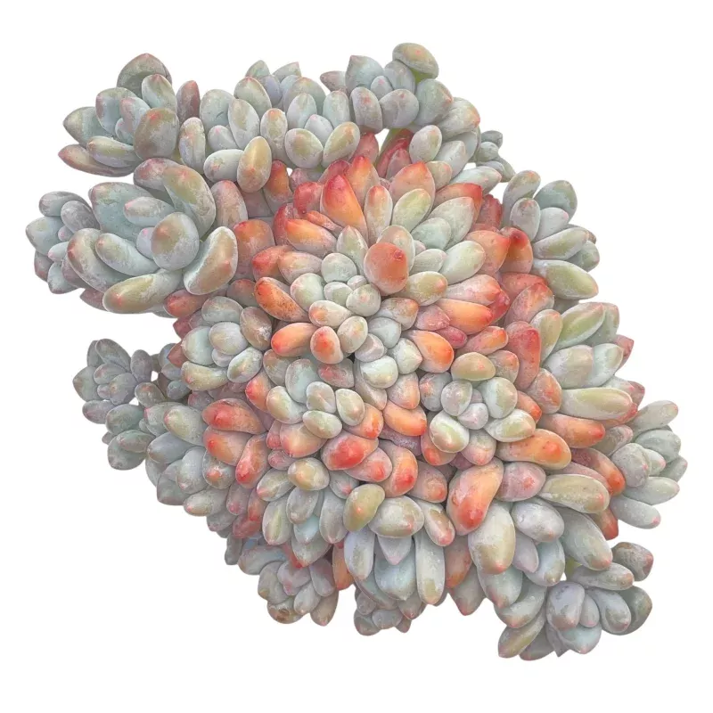 Pachyphytum Mini Frevel Cluster
