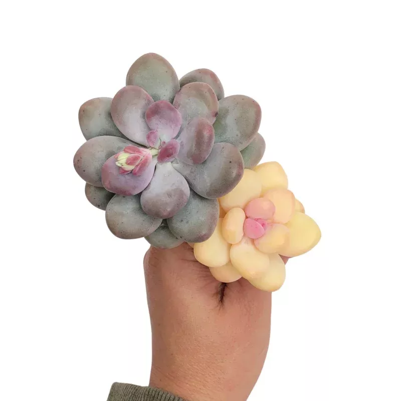 Pachyphytum Oviferum cv. Momobijin, Variegata