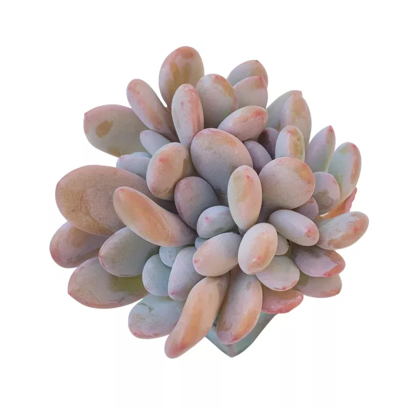 Pachyphytum Raon, Cluster