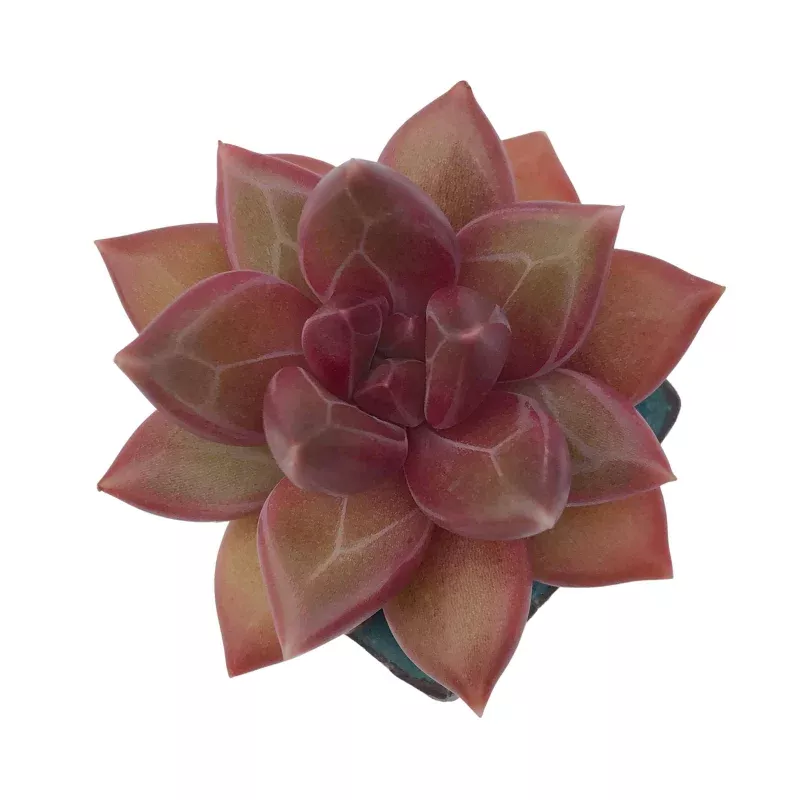 Pachyphytum Tivoli