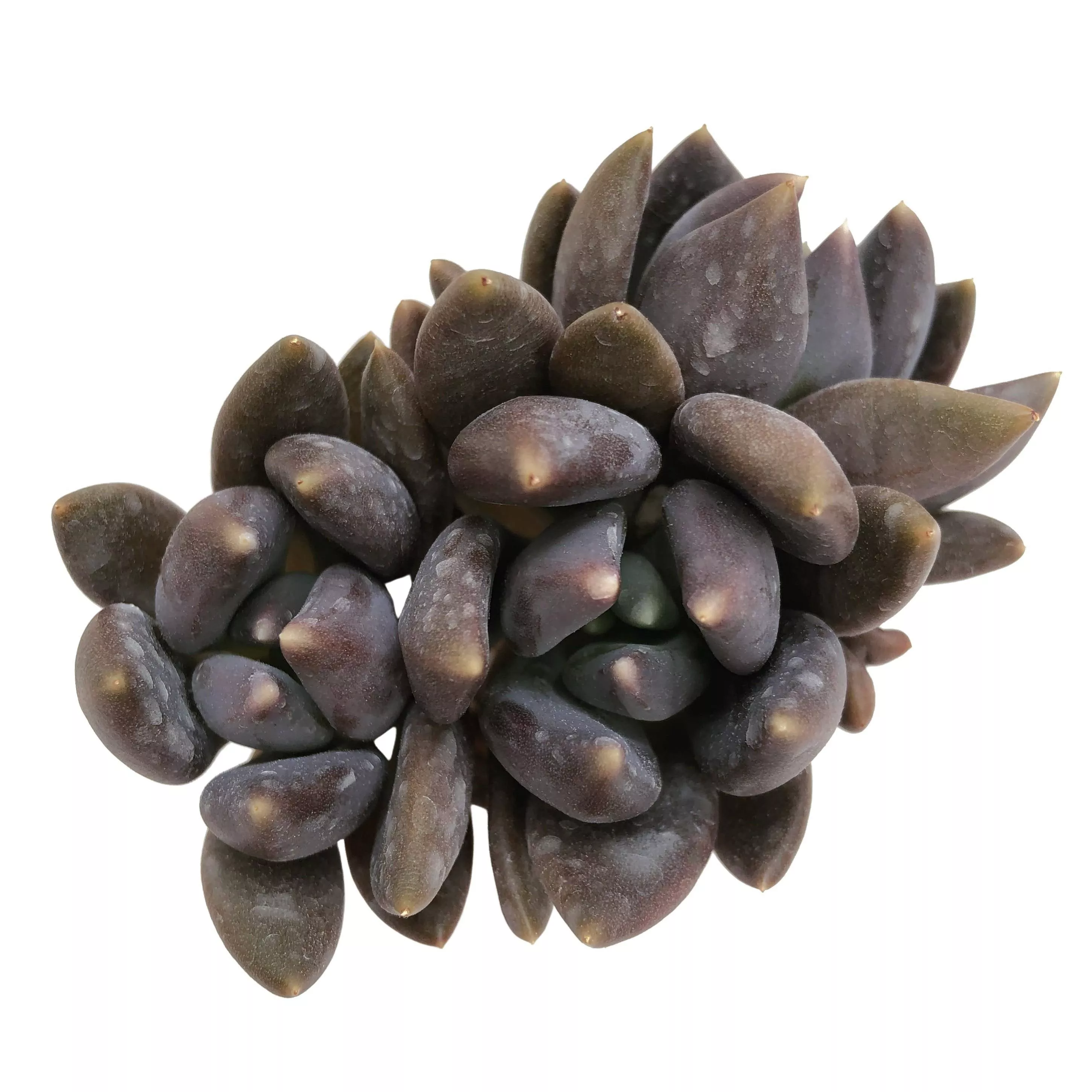 Pachyveria Black Swan, Triple