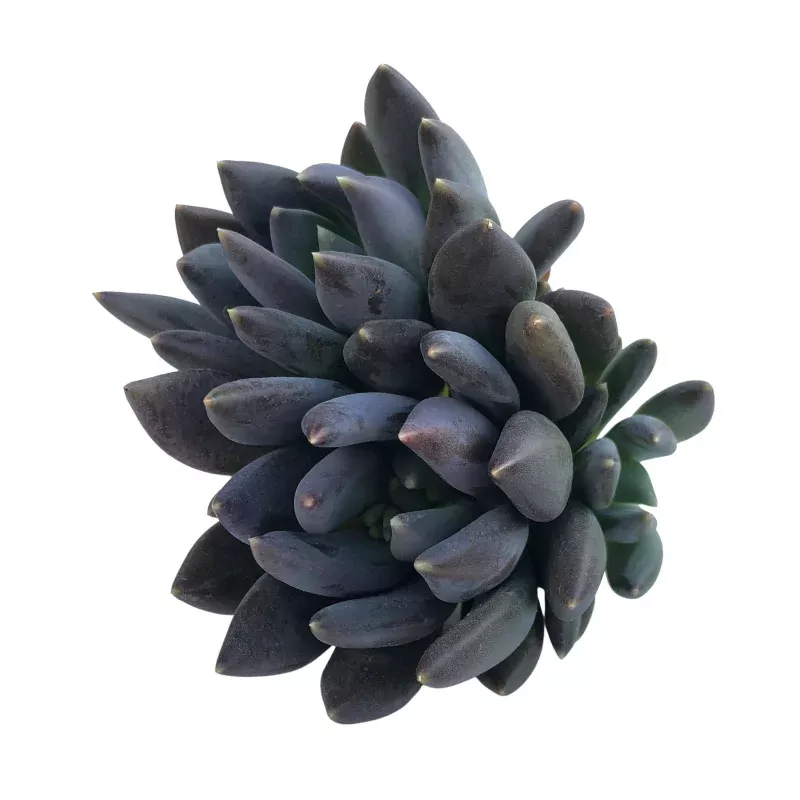 Pachyveria Black Swan