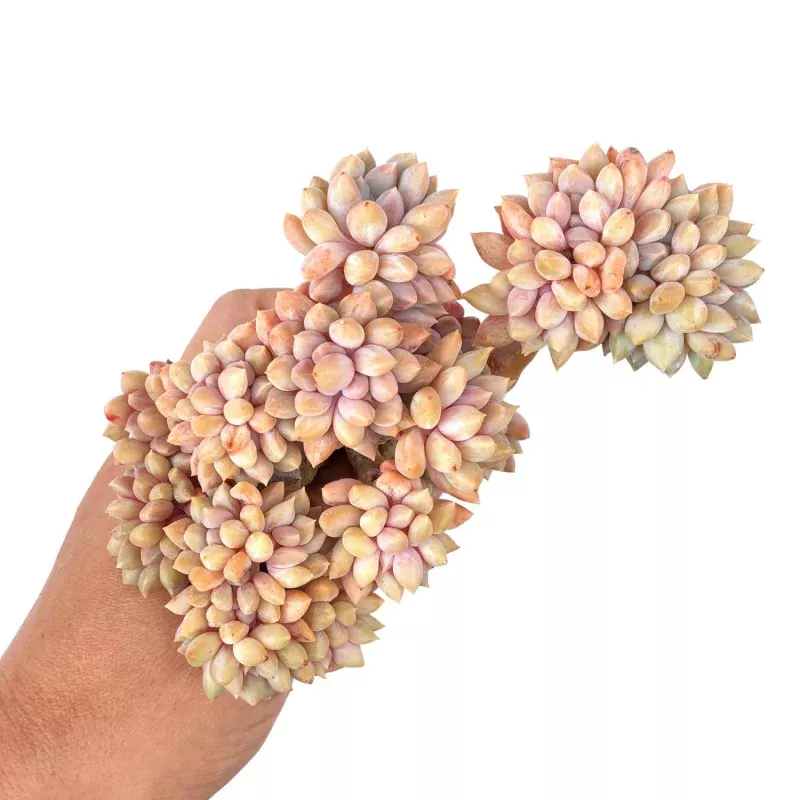 Pachyveria Crown Ball, Large Cluster