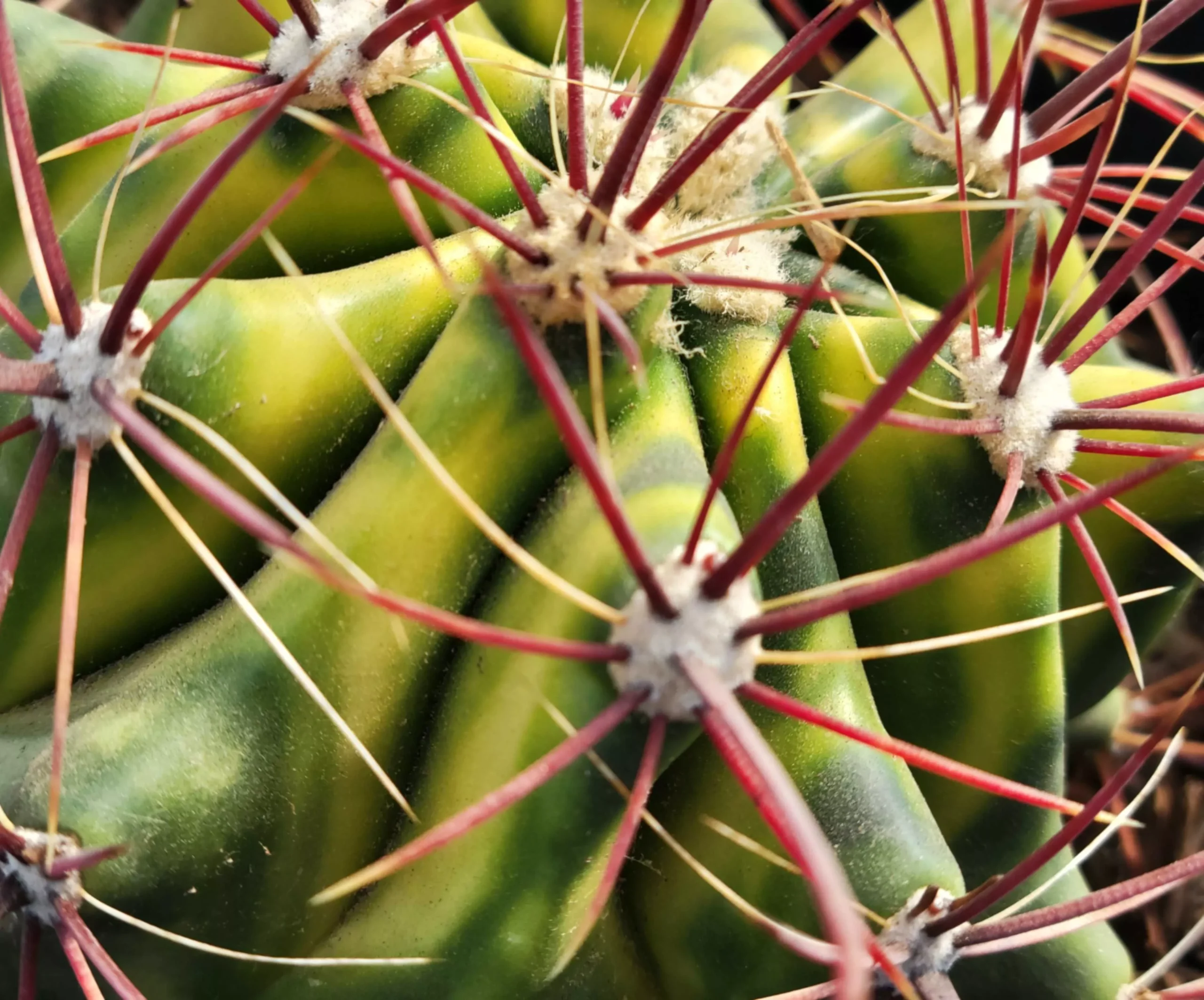 ‘Packer Barrel’ – Green & Gold Fishhook barrel cactus