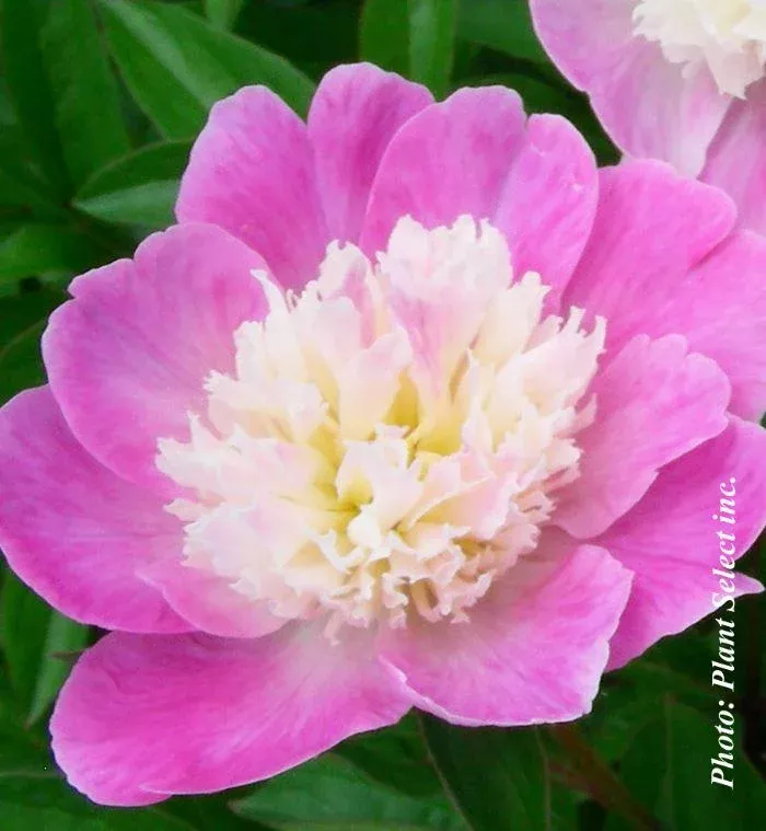 Paeonia Gay Paree
