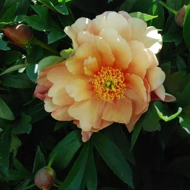 Paeonia Itoh x ‘Singing in the Rain’