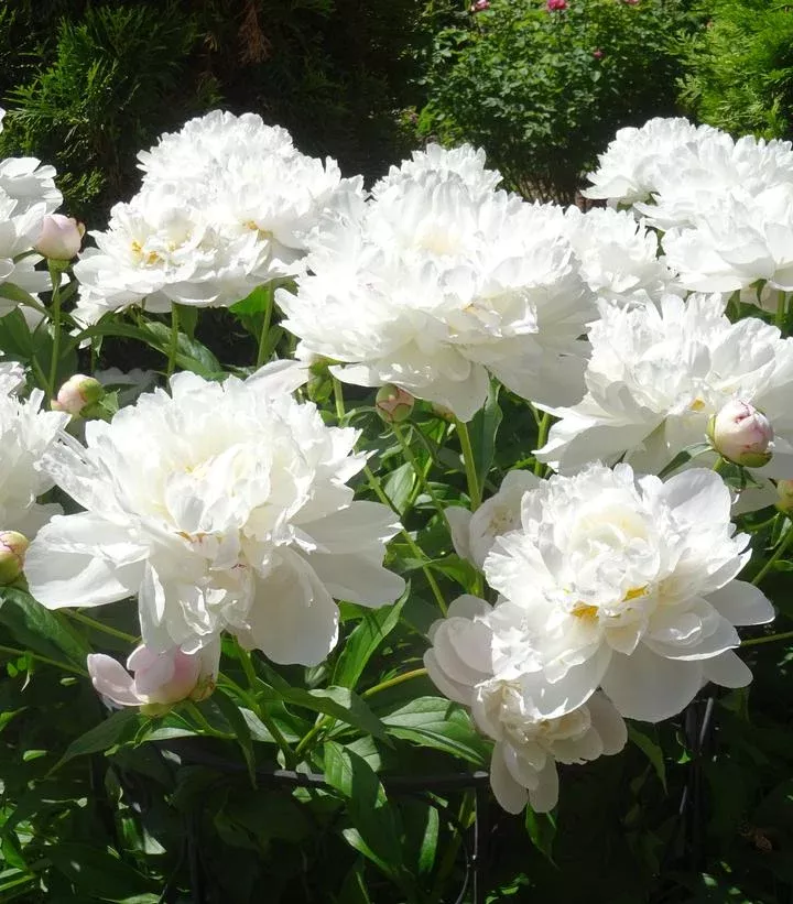 PAEONIA LACTIFLORA `GARDENIA` (WHITE)