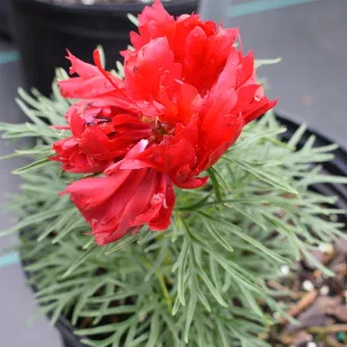 Paeonia tenuifolia ‘Rubra Plena’