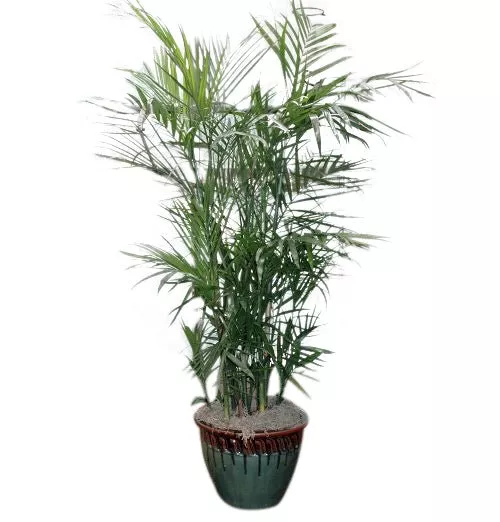Palm in Ceramic Pot