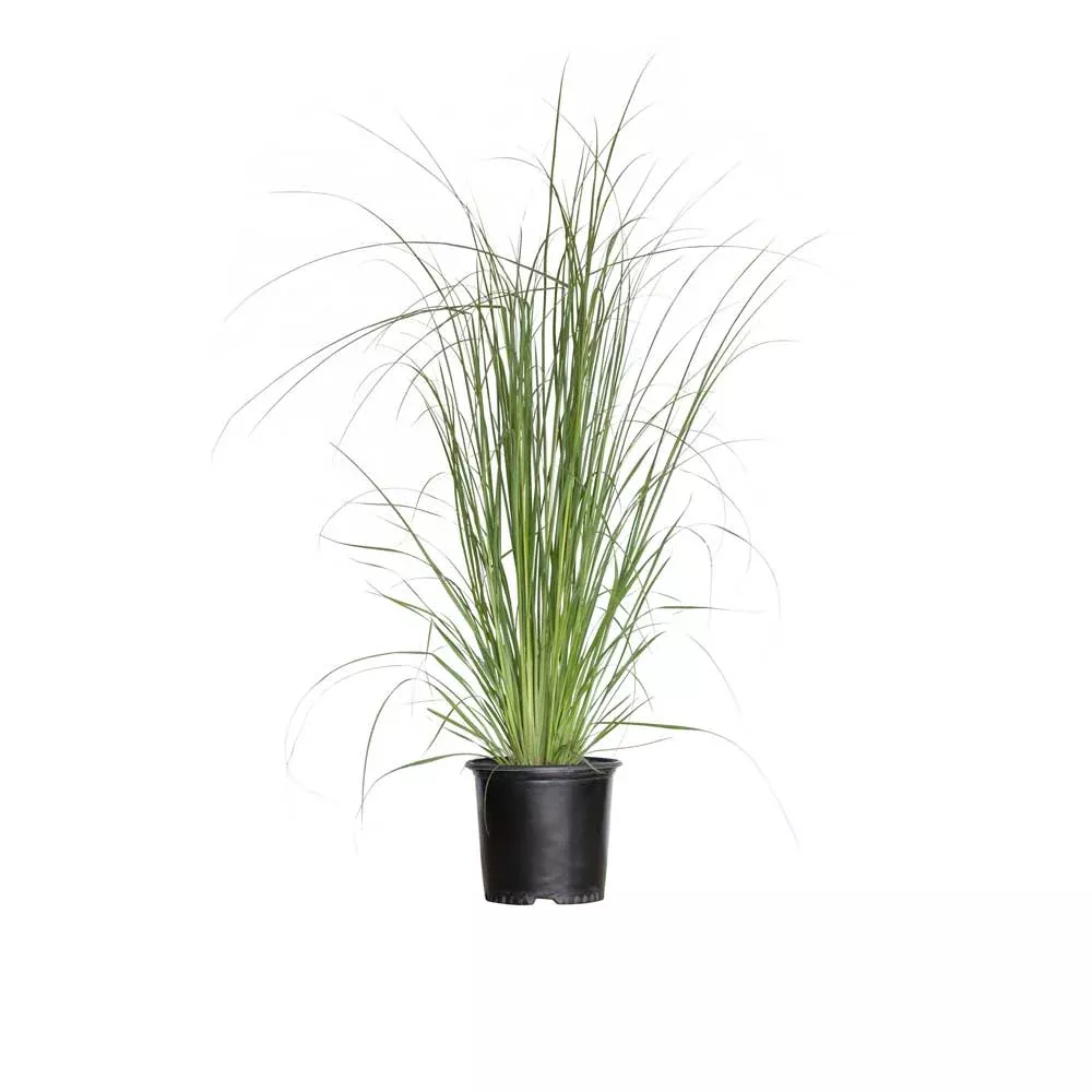Pampas Grass