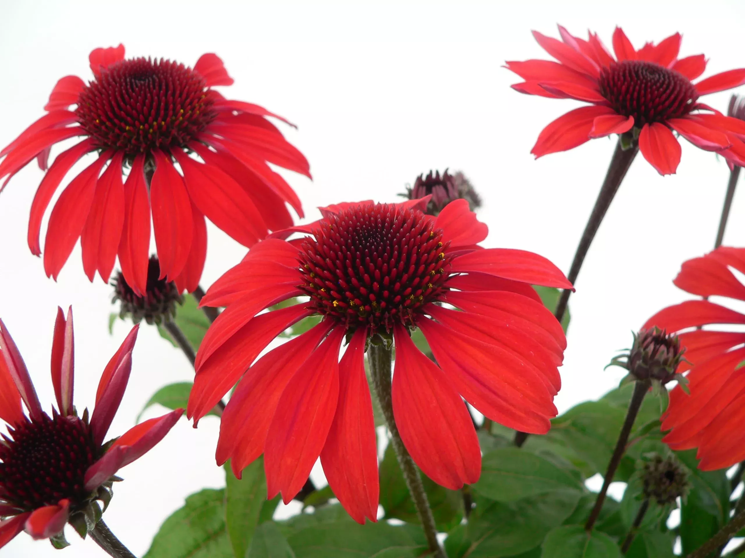 Panama Red Coneflower