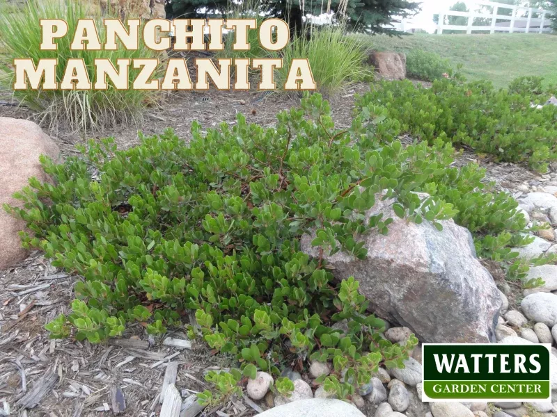PANCHITO MANZANITA 3gal