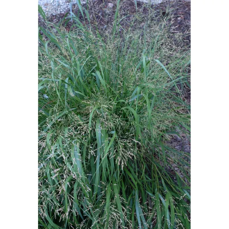 Panicum Cape Breeze PP 24895