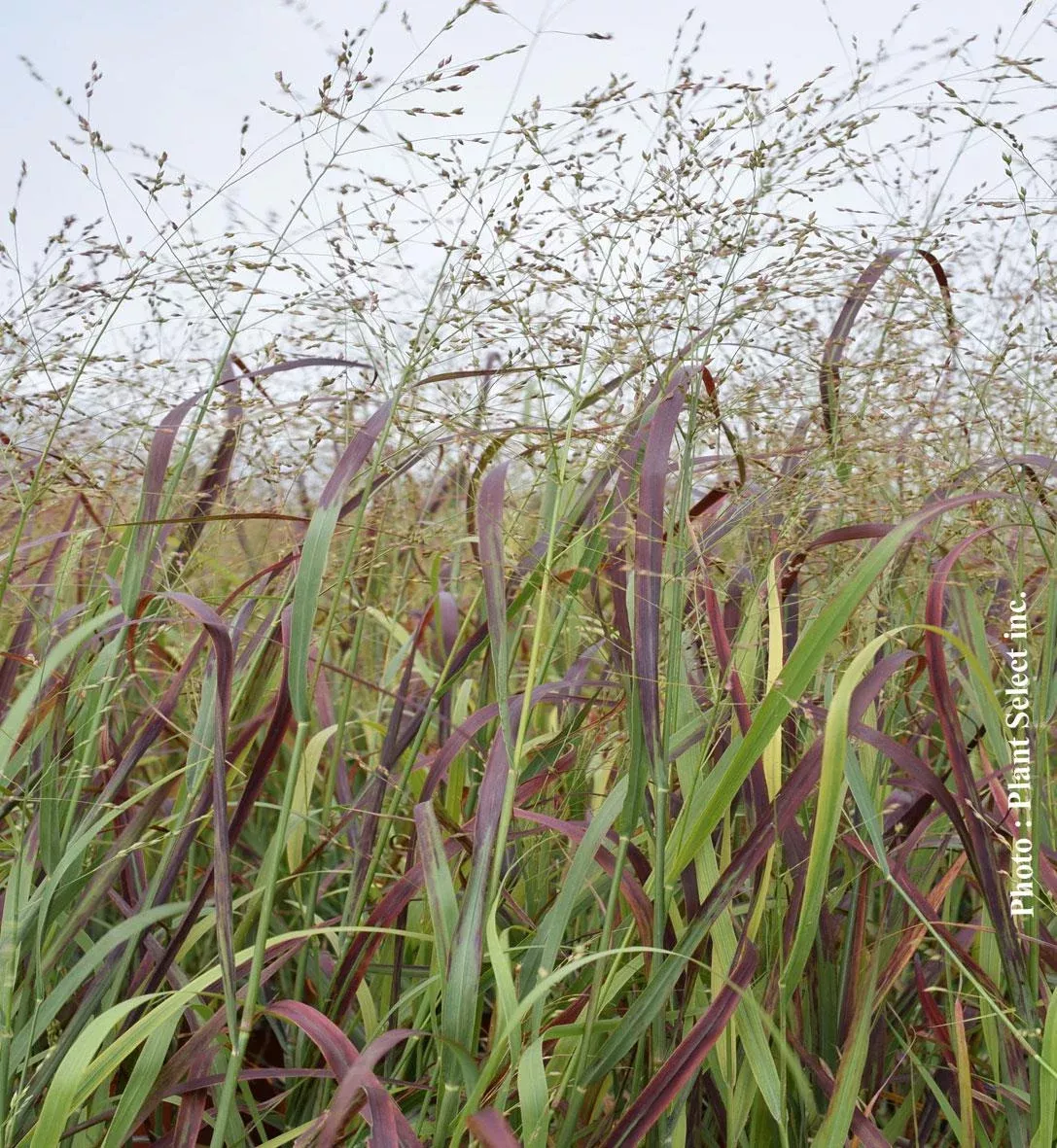 Panicum ‘Prairie Fire’