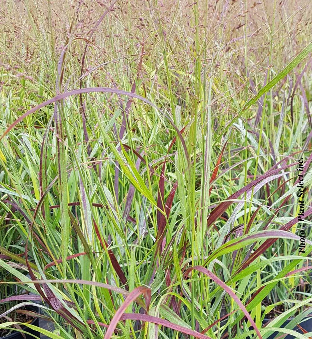 Panicum ‘Shenandoah’