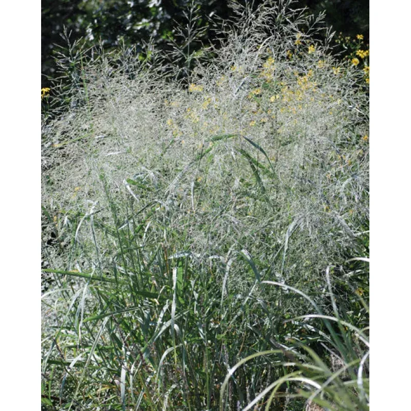 Panicum virgatum 'Heavy Metal' (Blue Switchgrass)