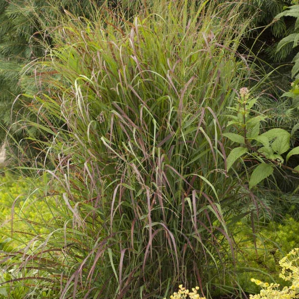 Panicum virgatum ‘Prairie Fire’