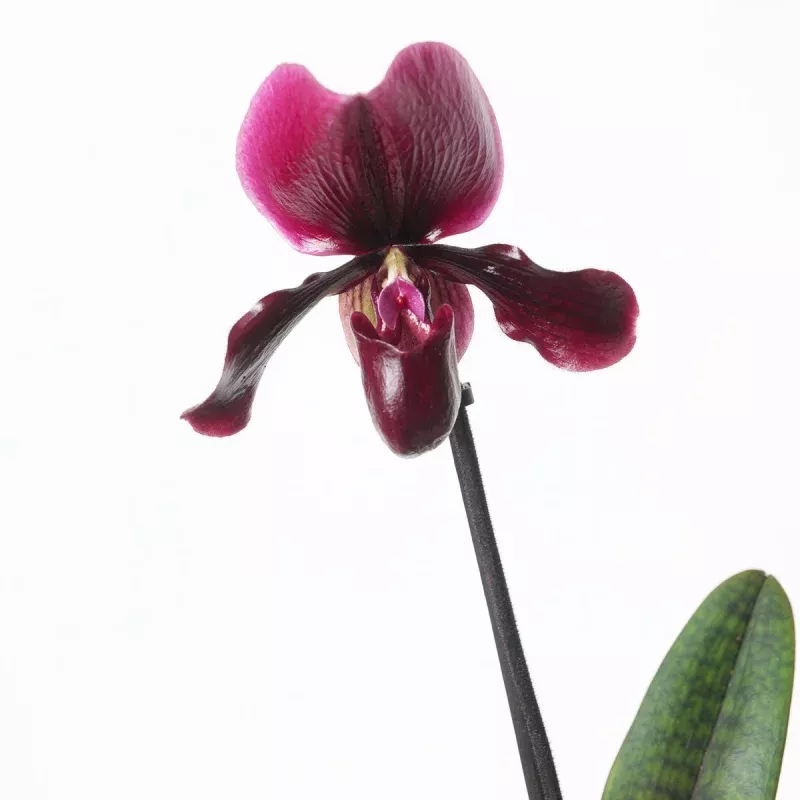 Paphiopedilum 'Black Jack'