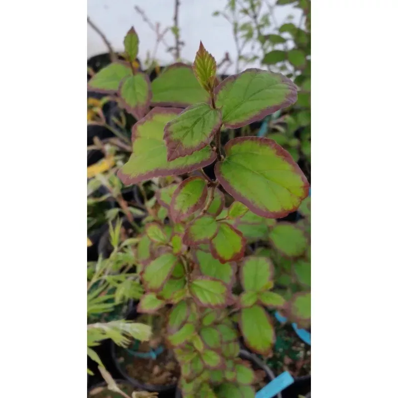 Parrotia persicaPersian Spire