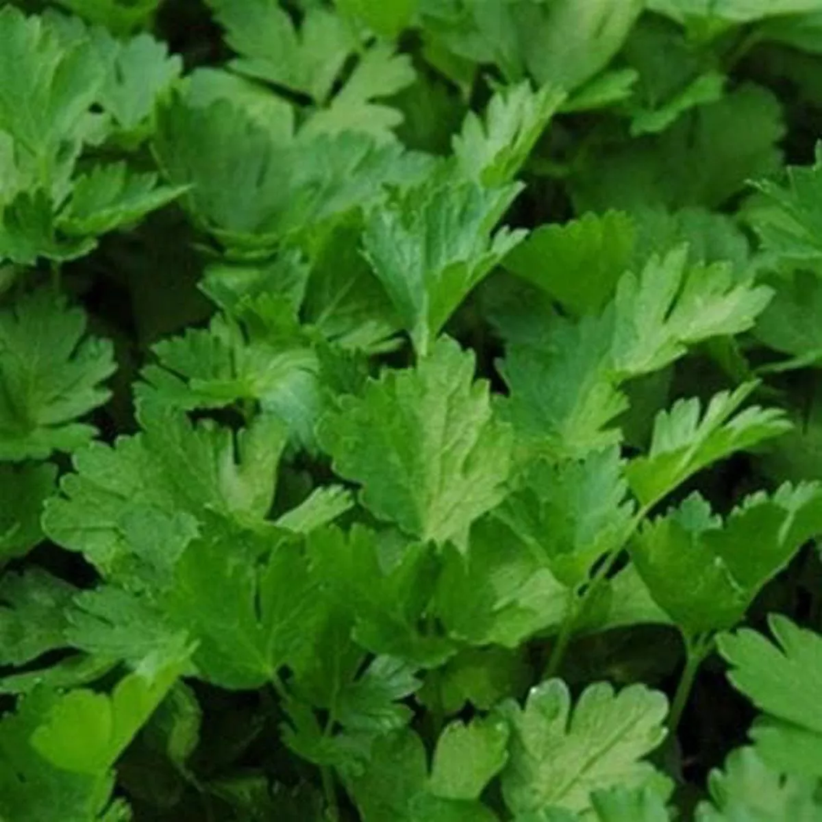 Parsley, flat-leaved