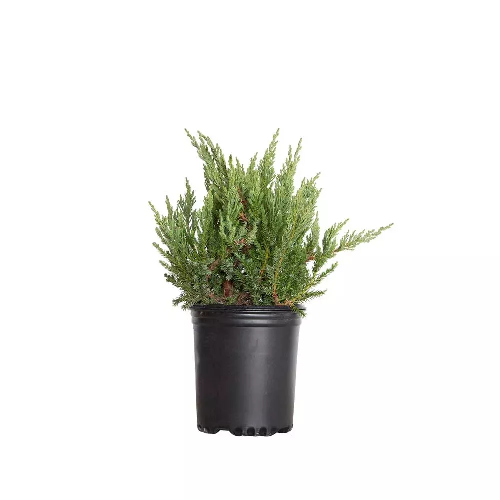 Parsoni Juniper