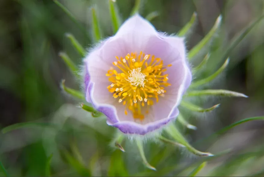 Pasqueflower
