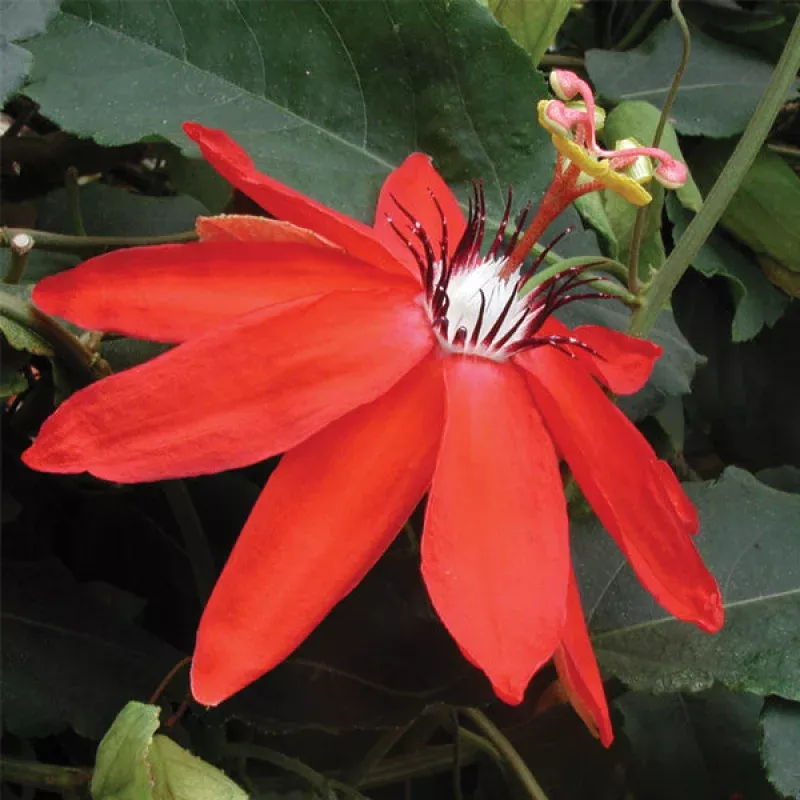Passion Flower Maui (Passiflora coccinea)