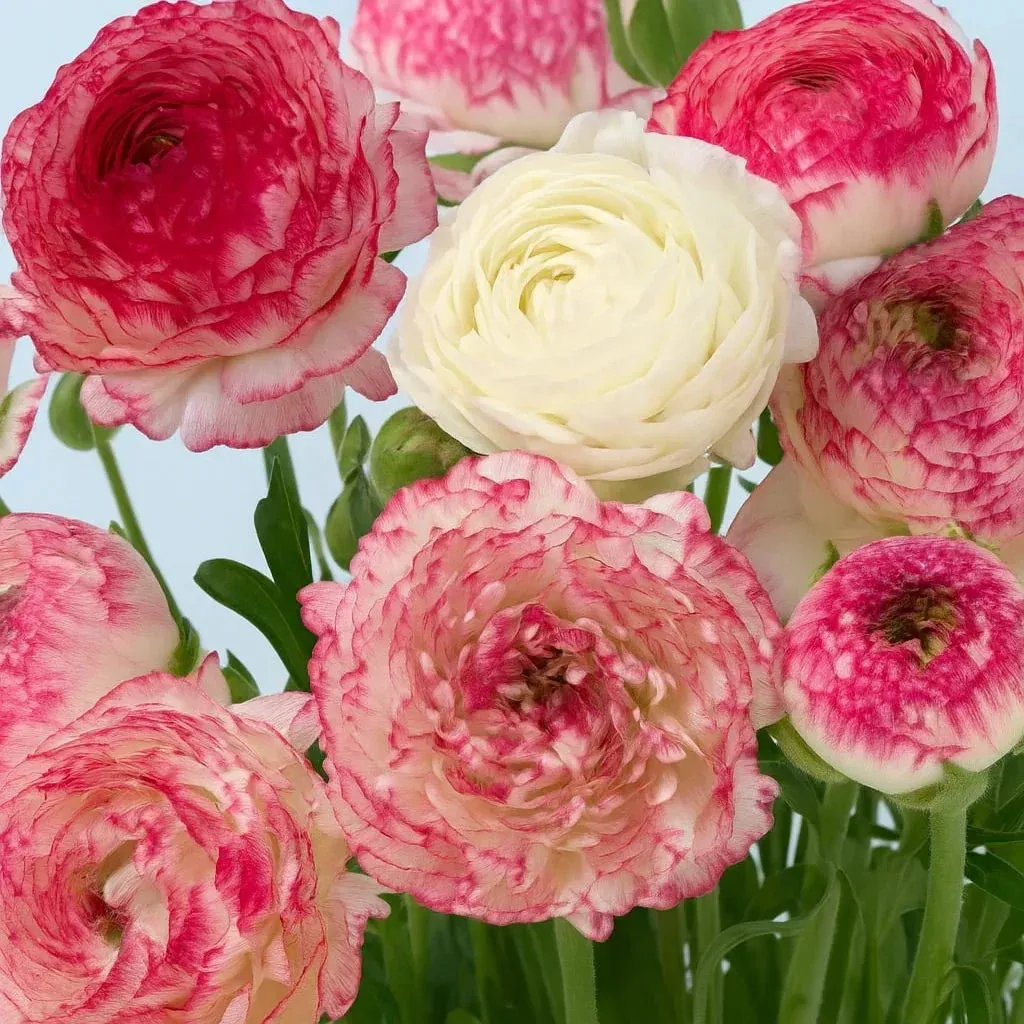 Pastel Peonies Ranunculus Bulb Blend (Pack of 10)