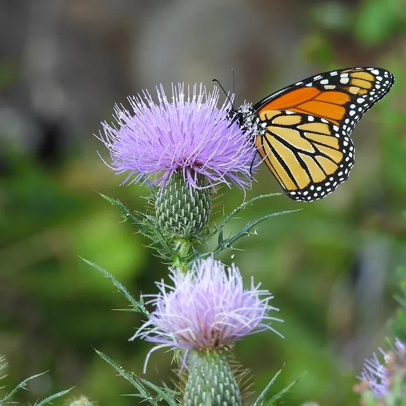 Pasture Thistle Seeds