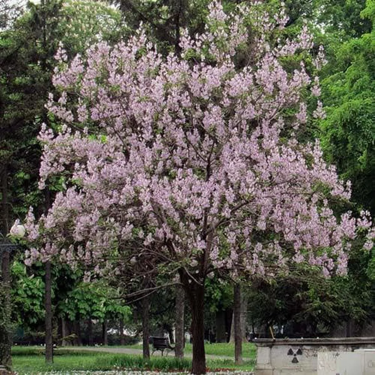 Paulownia tomentosa – Foxglove Tree 9cm Pot