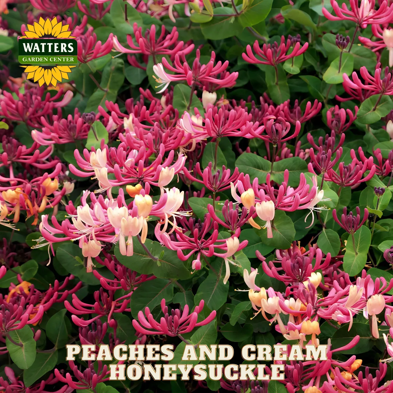 PEACHES AND CREAM HONEYSUCKLE 5gal