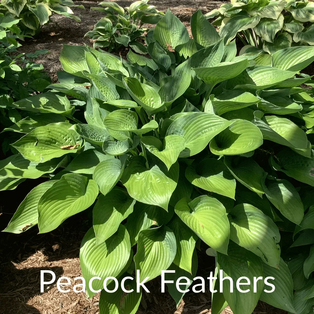 Peacock Feathers Hosta