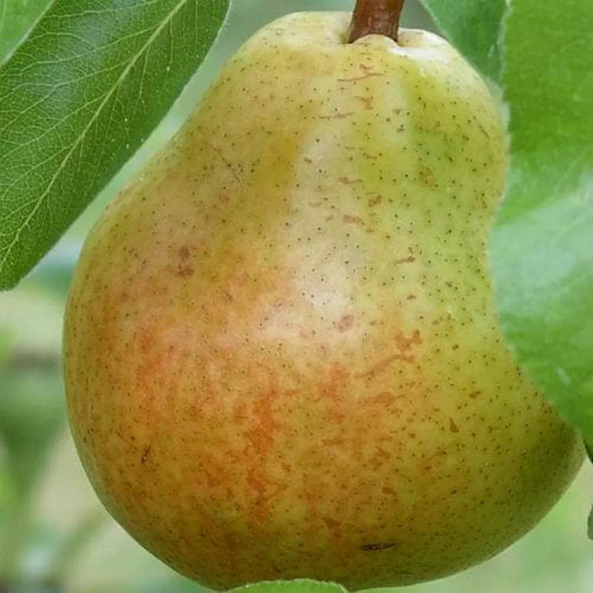 Pear Williams’ Bon Chrtien