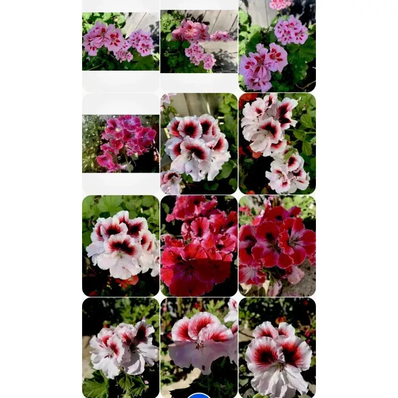 Pelargonium Geraniums – 3 Varieties of Perennials
