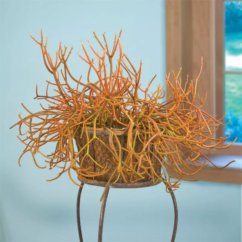 Pencil Cactus Firesticks (Euphorbia tirucalli)