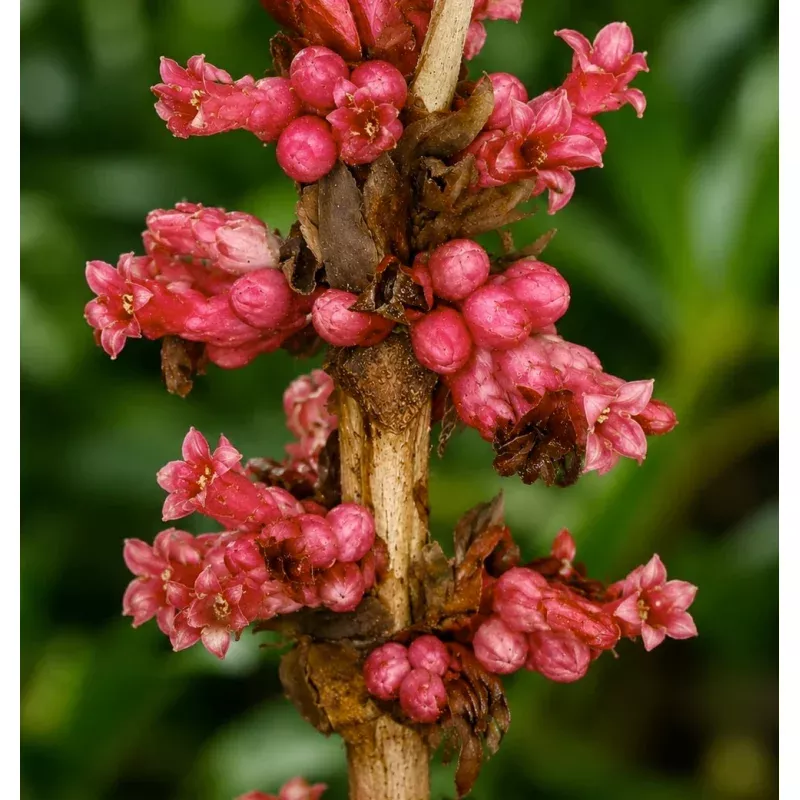 Pentagonia pinnatifida SEEDS