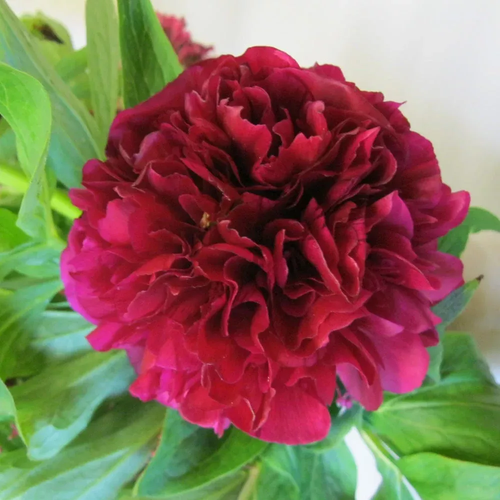 Peony, Felix Crousse #1