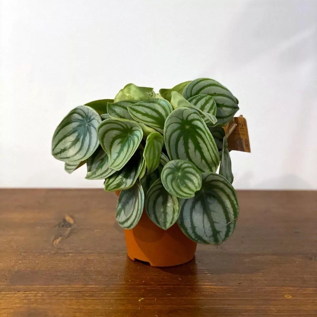 Peperomia Argyreia Watermelon – 12cm