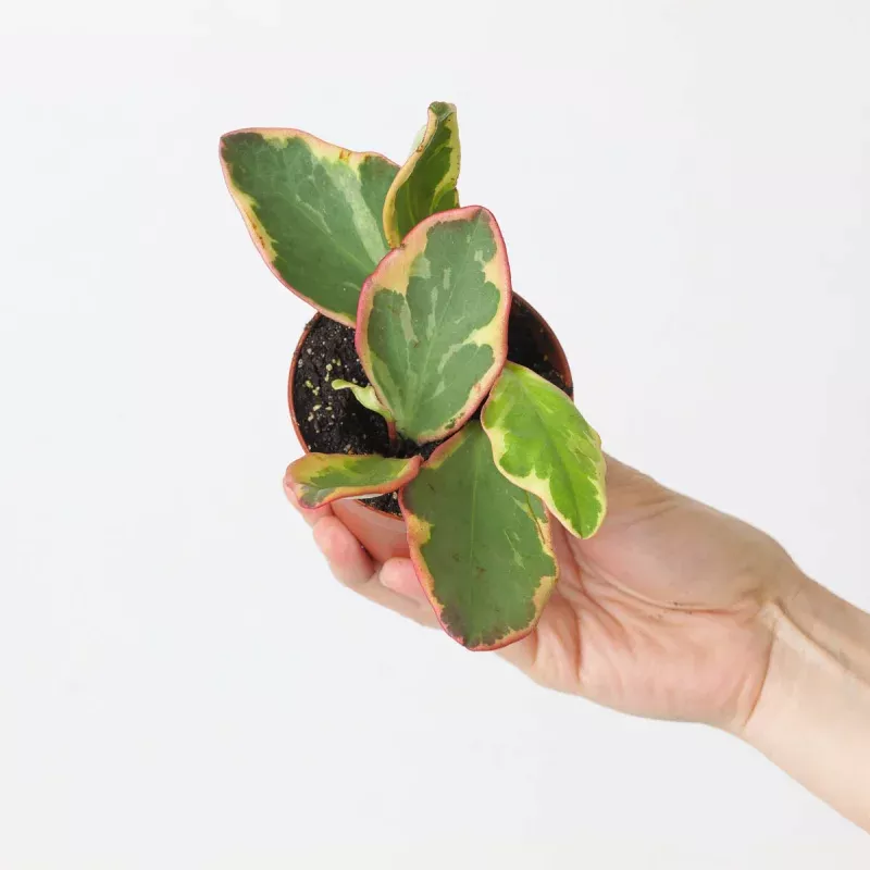 Peperomia clusiifolia 'Jelly'