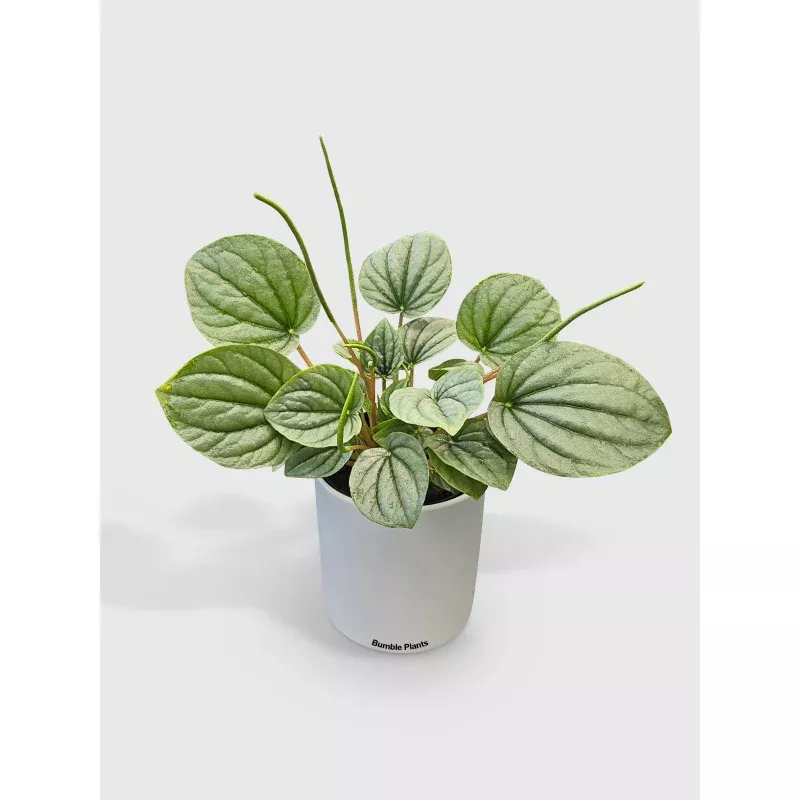 Peperomia Frost Silver Watermelon
