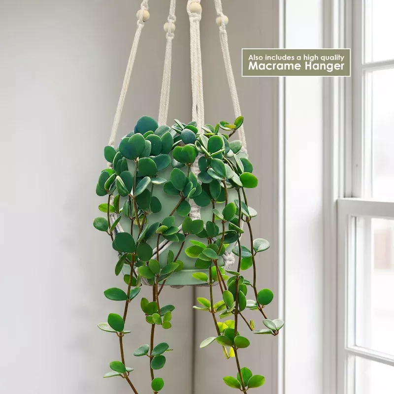 Peperomia Hope 'Peperomia tetraphylla'